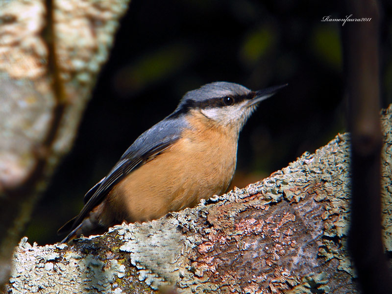 Ocells de La Garrotxa: Pica-soques Blau