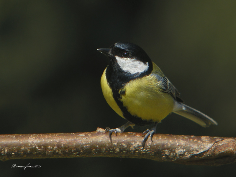 Ocells de La Garrotxa: Mallerenga Carbonera