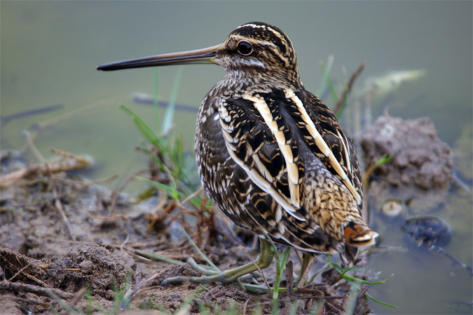 Becadell comú(Gallinago gallinago)