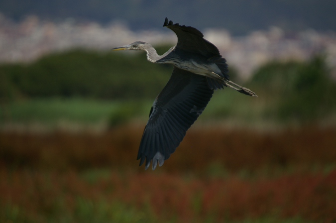 Bernat pescaire(Areda cinerea)