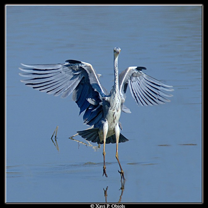 Garza real (Ardea cinerea)