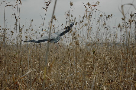 Bernat pescaire (Ardea cinerea)