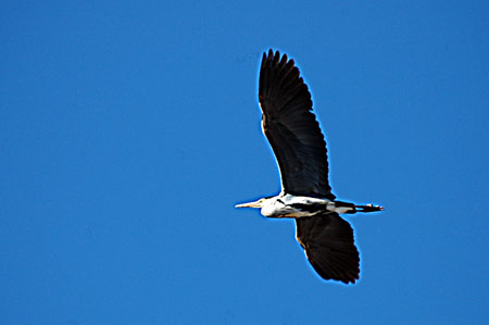 Bernat Pescaire. Garza real (Ardea cinerea)