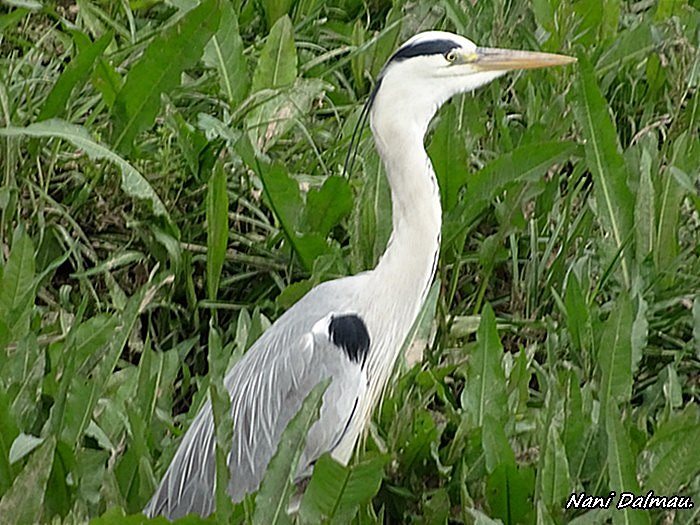 Bernat pescaire (Ardea Cinerea)