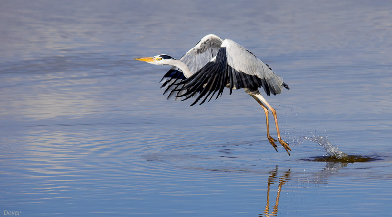 Bernat pescaire (Ardea cinerea)