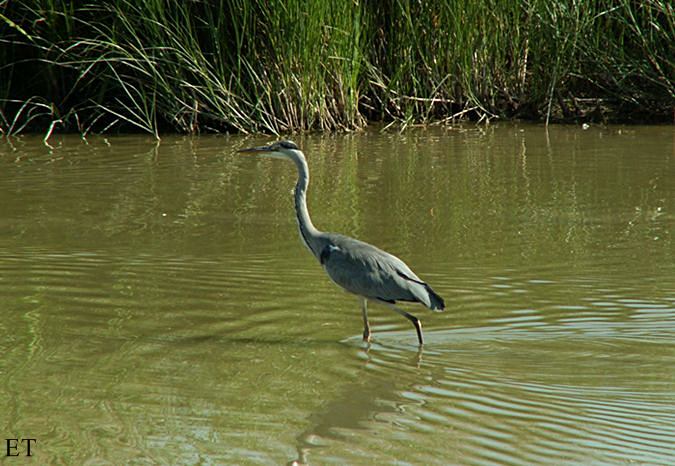 Bernat pescaire