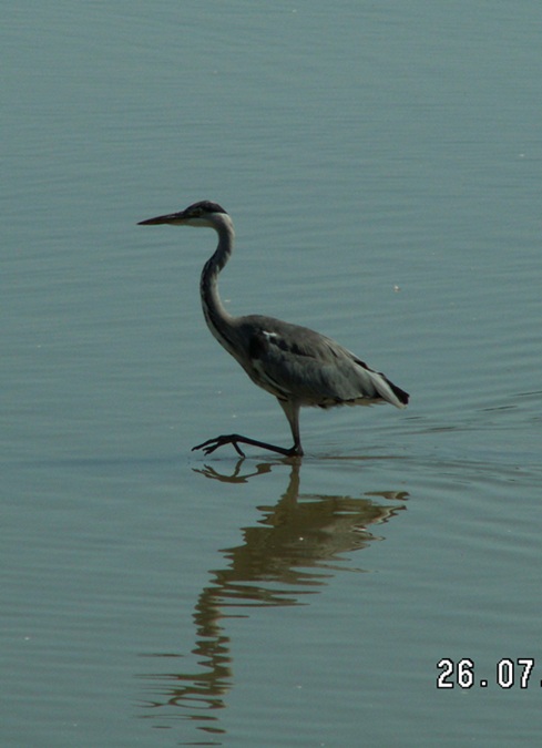 Bernat pescaire