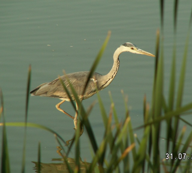 Bernat pescaire