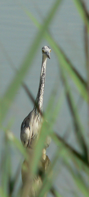 Bernat pescaire (Ardea cinerea)