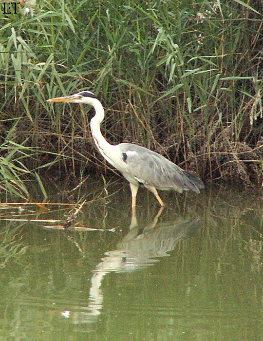 Bernat pescaire