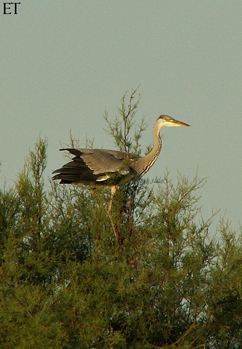 Bernat pescaire posat