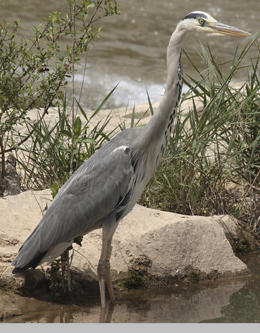 Bernat pescaire (Ardea cinerea)