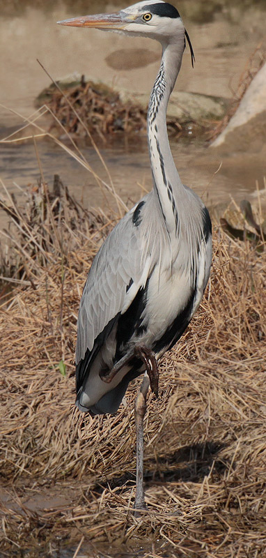 Bernat pescaire (Ardea cinerea)