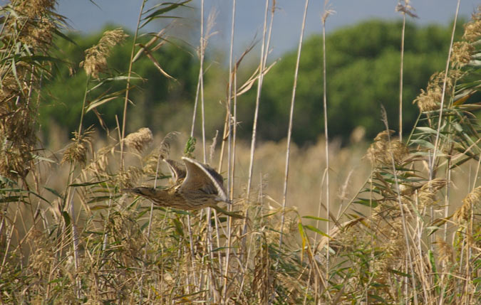 Bitó Comú (Botaurus stellaris)