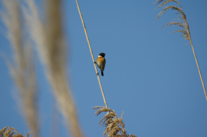 Bitxac comú(Saxicola torquata)