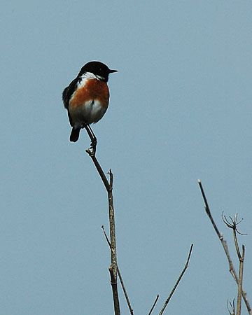 Bitxac comú. Tarabilla común (Saxicola torquatus)