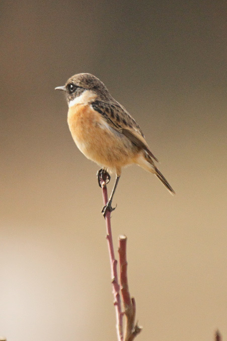 Bitxac comú mascle (Saxicola torquatus)