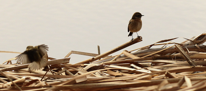 Bitxac comú (Saxicola torquatus)