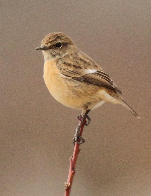 Bitxac comú femella (Saxicola torquatus)