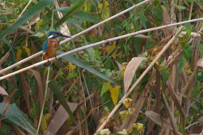 Blauet(Alcedo atthis),han vuelto..