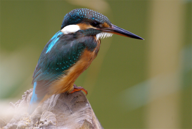 Blauet 2 de 2(Alcedo atthis)