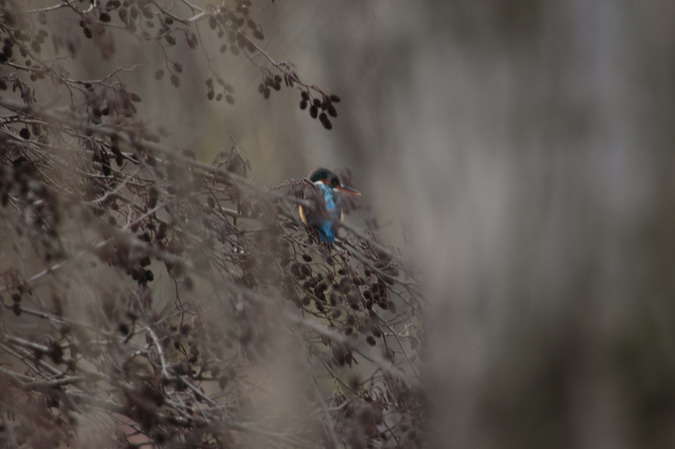 Blauet (Alcedo athis)