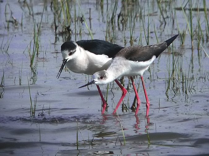 Còpula cames llargues  I (Himantopus himantopus)