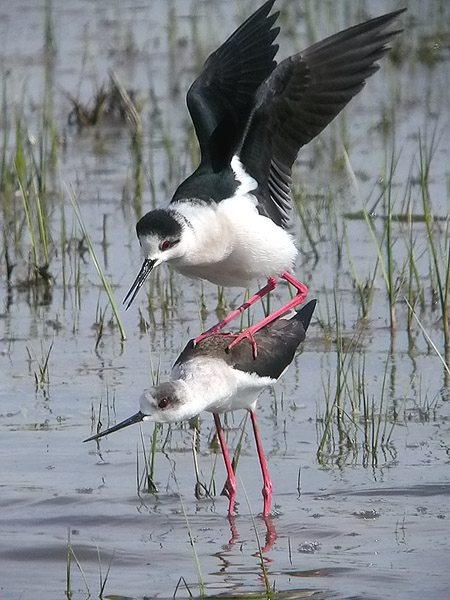 Còpula cames llargues II (Himantopus himantopus)