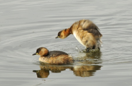 Cabussets (Tachybaptus ruficollis)