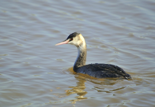 Cabussó emplomallat (Podiceps cristatus)