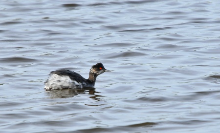 Cabussó collnegre (Podiceps nigricollis)