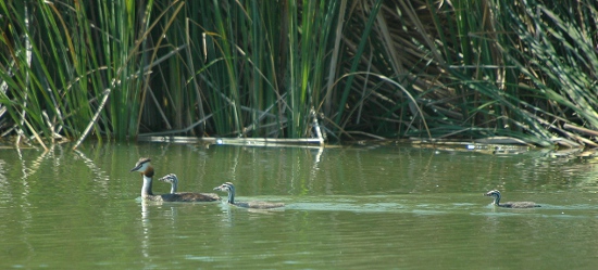 Cabussó emplomallat (Podiceps cristatus)