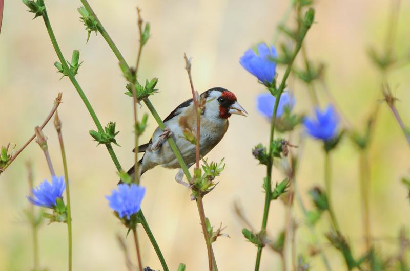 Cadernera (Carduelis carduelis)