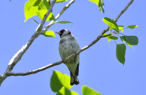 Cadernera (Carduelis carduelis)