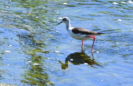 Cames llargues (Himantopus himantopus)