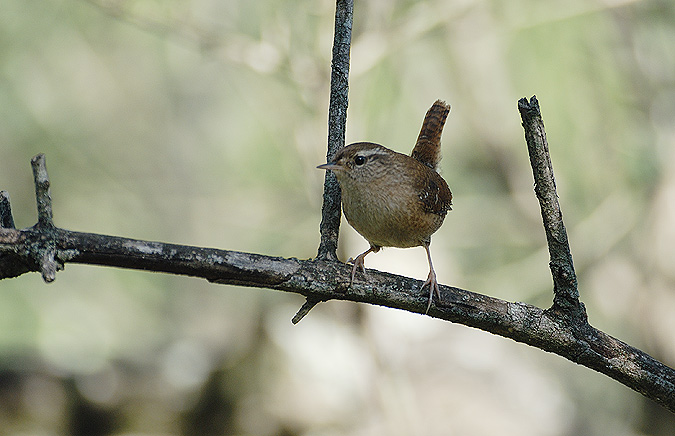 CARGOLET-CHOCHIN