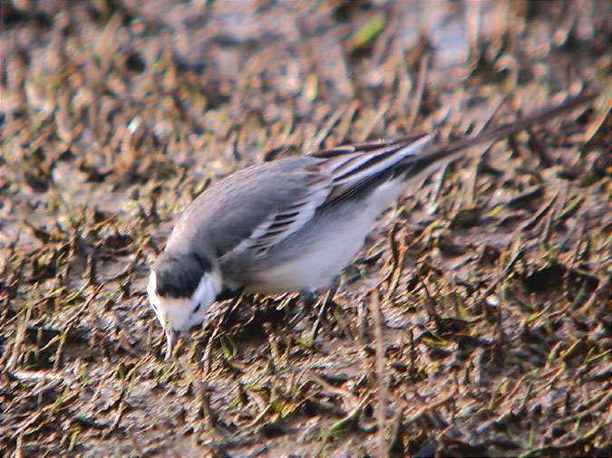 Cuereta blanca (Motacilla alba)