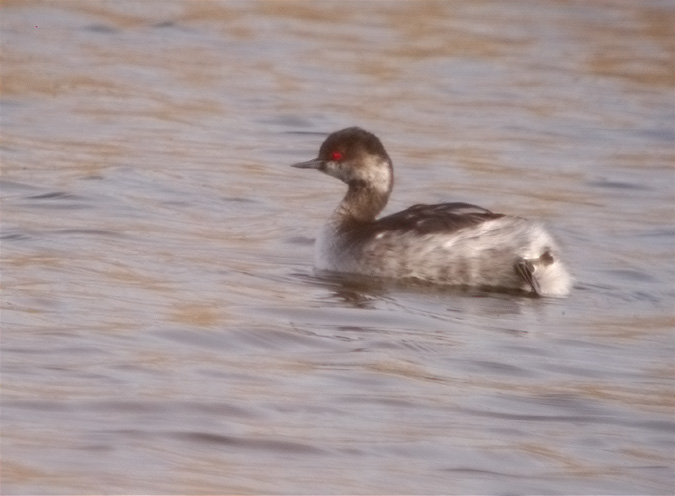 Cabussó collnegre, Zampullín cuellinegro (Podiceps nigricollis)