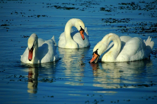 Cigne mut. Cisne vulgar (Cygnus olor)