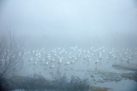 Cigonyes blanques a la boira (Ciconia ciconia)