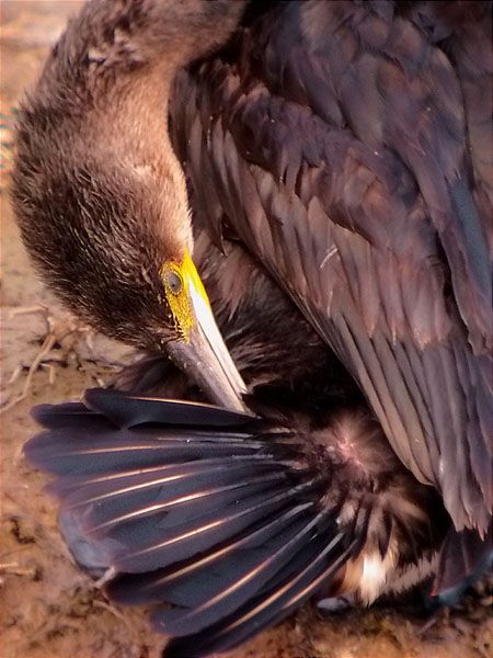 Corb marí gros, cormorán grande (Phallacrocorax carbo)