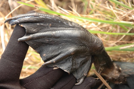 Corb marí gros (Phalacrocorax carbo)