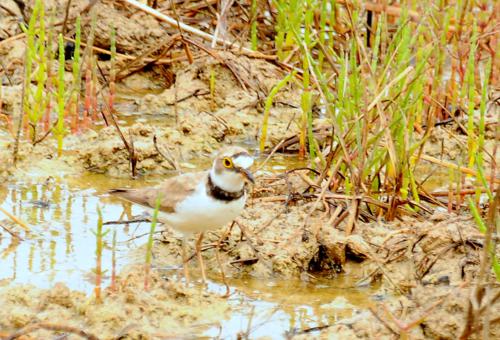 Corriol petit (Charadrius dubius)