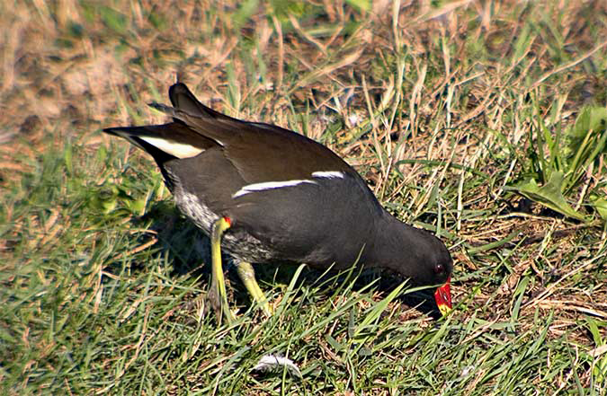 Polla d'aigua (Gallinua chloropus)