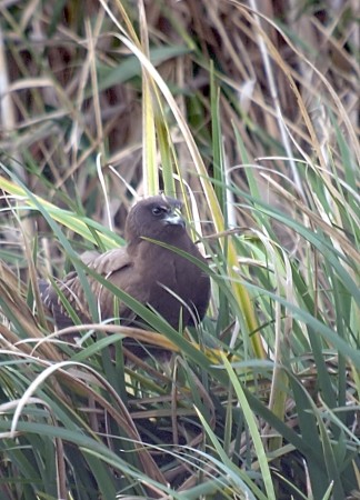 Arpella vulgar (Circus aeruginosus)