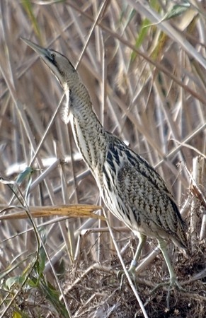 Bitó común (Botaurus stellaris)