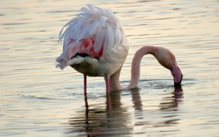 Flamenc (Phoenicopterus ruber)