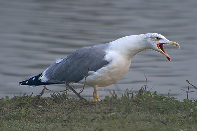 Gaviá argentat (Larus cachinnas)