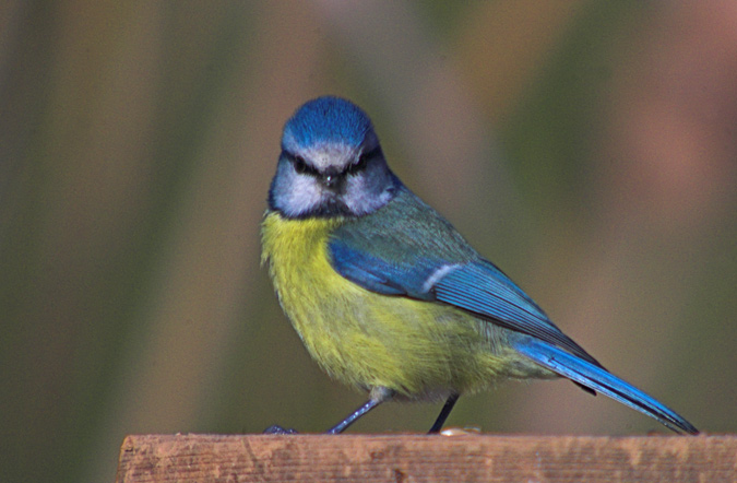 Mallerenga blava ( Parus caeruleus )