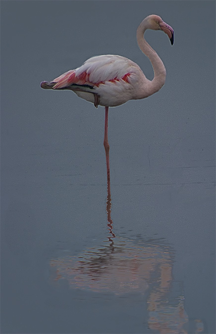 Flamenc (Phoenicopterus ruber)